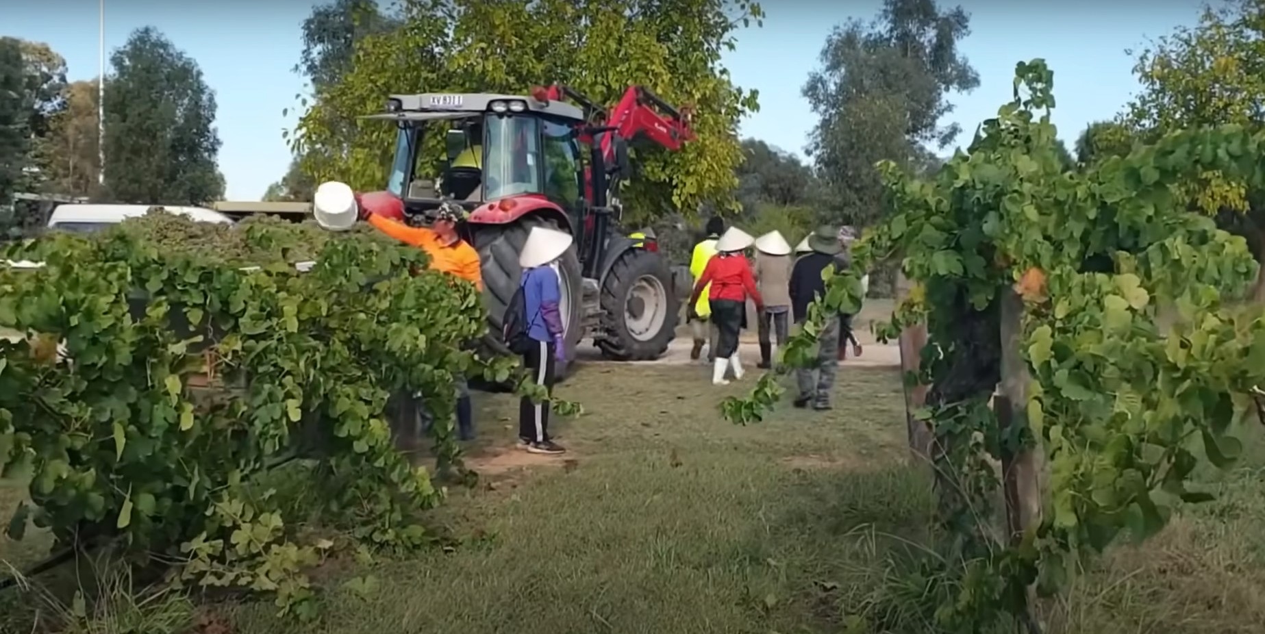 NGƯỜI VIỆT LÀM FARM VÀ BUÔN BÁN Ở ÚC - CANADA RA SAO 