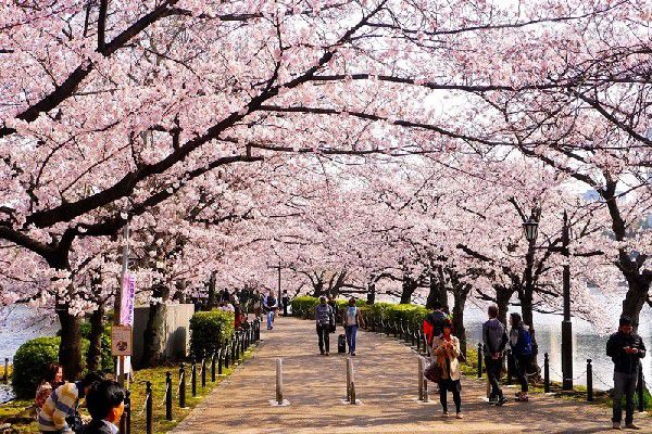 NHẬT BẢN- NGẮM HOA ANH ĐÀO- HÀ NỘI-TOKYO-HAKONE-PHÚ SĨ-TOKYO