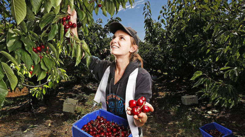 TOP 7 NƠI DỄ TÌM VIỆC LÀM FARM TẠI BANG QUEENSLAND ÚC