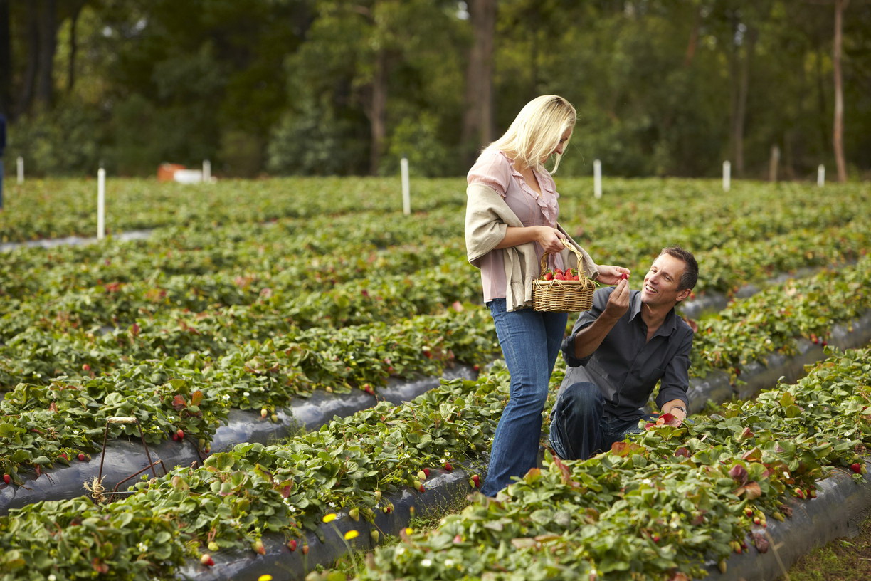 TOP 7 NƠI DỄ TÌM VIỆC LÀM FARM TẠI BANG QUEENSLAND ÚC