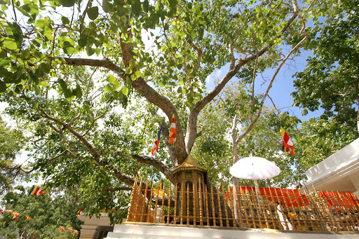 ĐẶT TOUR HÀNH HƯƠNG ĐẤT PHẬT ẤN ĐỘ NEPAL CHIÊM BÁI TỨ ĐỘNG TÂM 2027 NHẬN KHÁCH LẺ TỪ HÀ NỘI SÀI GÒN TOUR 8 NGÀY GIẢM GIÁ CHO TĂNG NI PHẬT TỬ 
