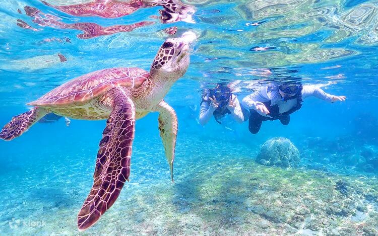 CEBU PHILIPPINES 2027 THIÊN ĐƯỜNG BIỂN ĐẢO LÀN NƯỚC XANH NHƯ NGỌC TOUR 5 NGÀY 4 ĐÊM OSLOB - MOALBOAL NHẬN KHÁCH LẺ TỪ HÀ NỘI TP HỒ CHÍ MINH GIÁ RẺ 