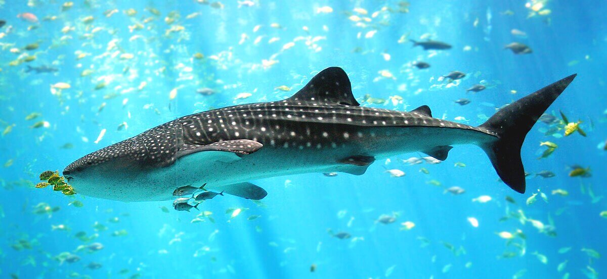 TOUR CEBU PHILIPPINES THIÊN ĐƯỜNG BIỂN ĐẢO BẢN RÚT GỌN 4 NGÀY 3 ĐÊM Khởi hành từ Hà Nội & TP.HCM