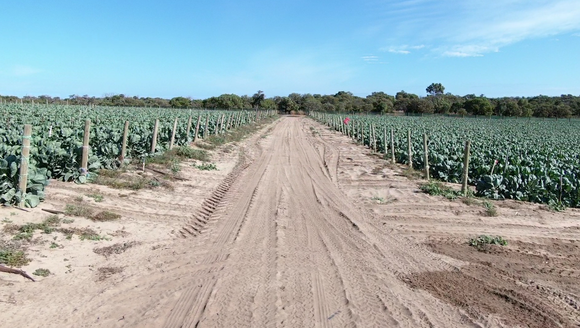 THU NHẬP NGHỀ LÀM FARM Ở ÚC ĐƯỢC BAO NHIÊU?  CÓ DỄ TÌM VIỆC VÀ CÓ VẤT VẢ KHÔNG? 