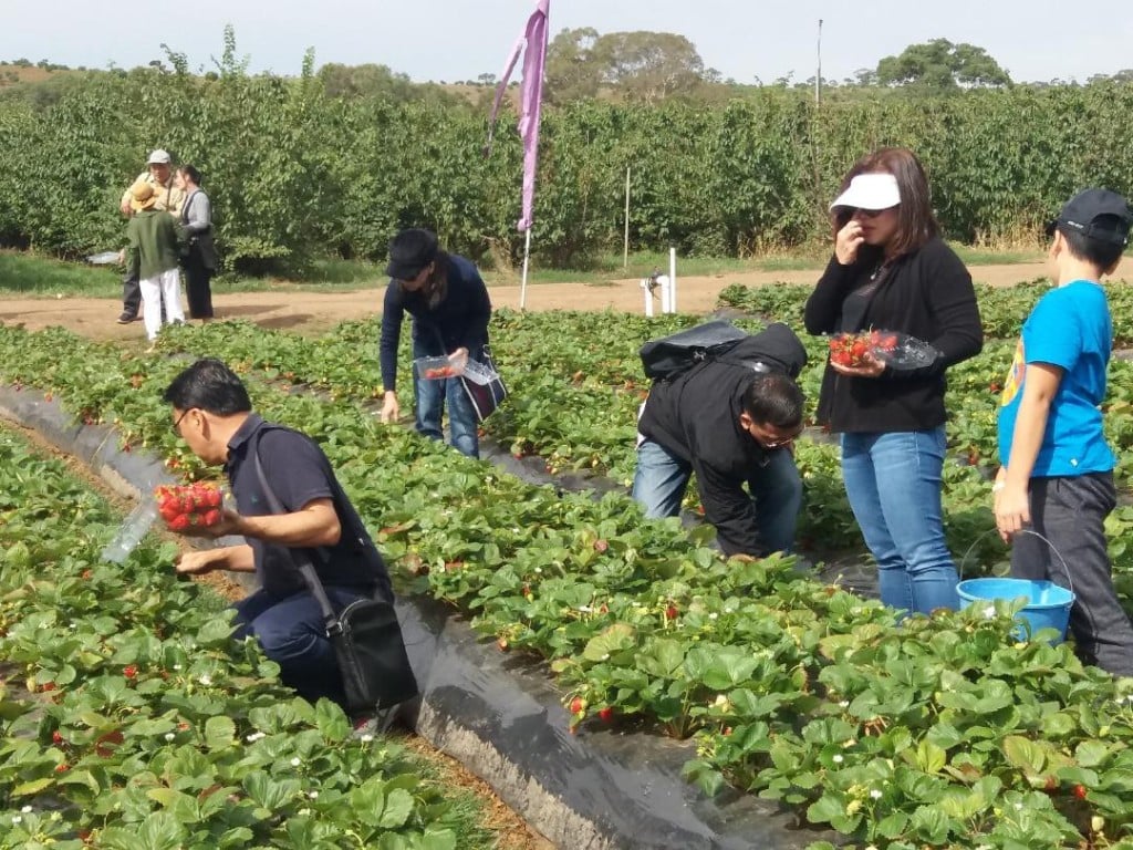 NGƯỜI VIỆT LÀM FARM VÀ BUÔN BÁN Ở ÚC - CANADA RA SAO 