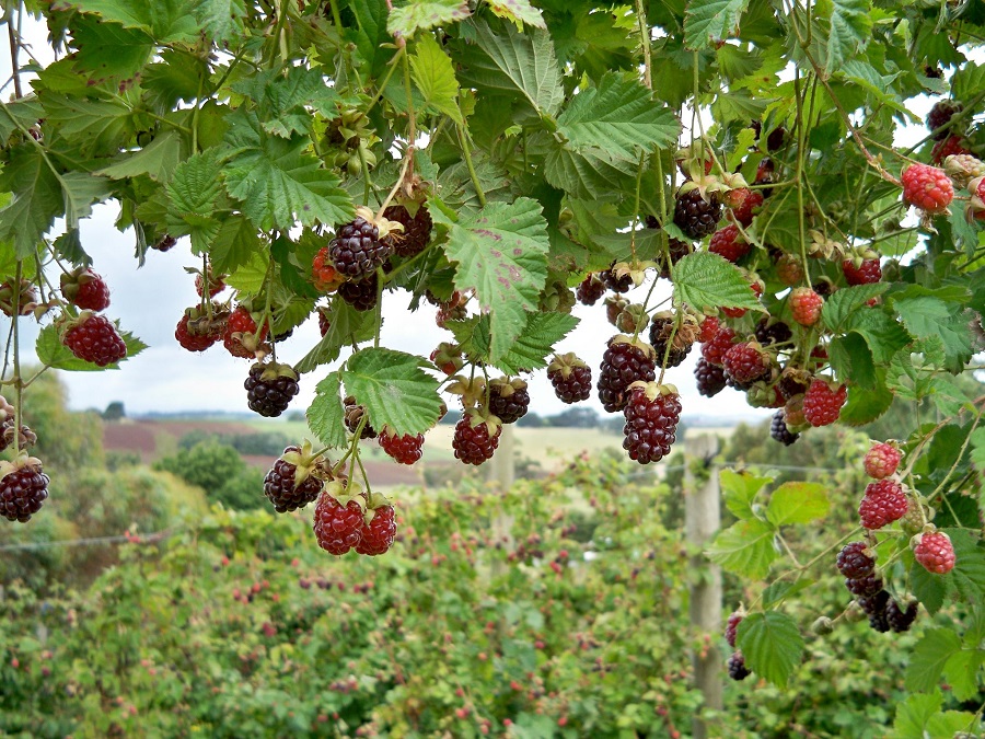 MỘT SỐ CÔNG VIỆC LÀM FARM TẠI ÚC VÀ CANADA ĐƯỢC NGƯỜI VIỆT TÌM KIẾM VÀ LỰA CHỌN NHIỀU NHẤT 