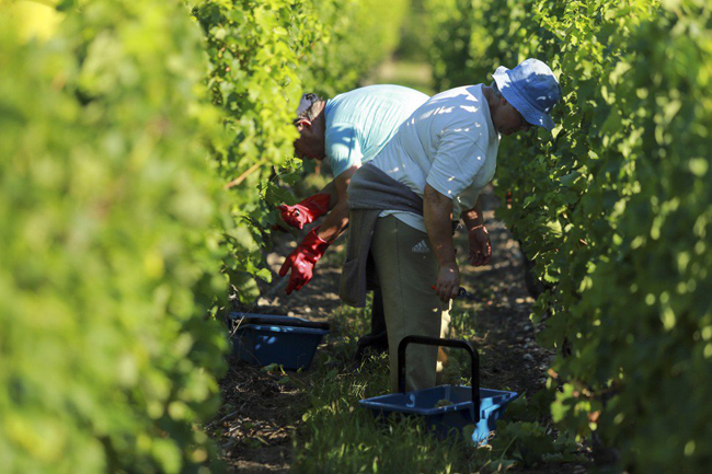 NGHỀ LÀM FARM TẠI ÚC - CANADA : CƠ HỘI VIỆC LÀM VỚI TẤT CẢ MỌI NGƯỜI