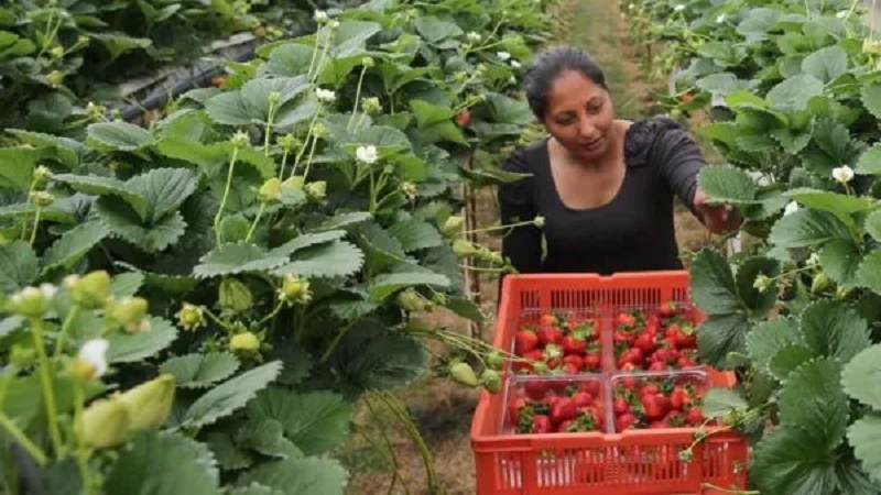 THU NHẬP NGHỀ LÀM FARM Ở ÚC ĐƯỢC BAO NHIÊU?  CÓ DỄ TÌM VIỆC VÀ CÓ VẤT VẢ KHÔNG? 