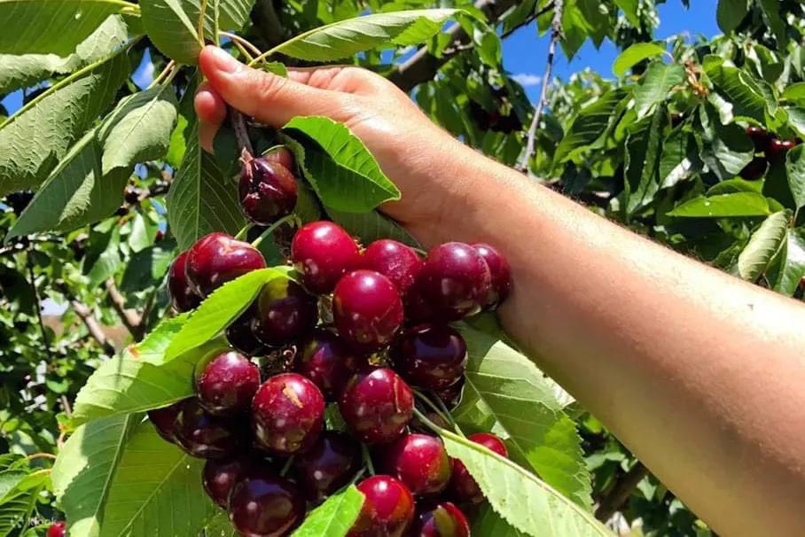 MỘT SỐ CÔNG VIỆC LÀM FARM TẠI ÚC VÀ CANADA ĐƯỢC NGƯỜI VIỆT TÌM KIẾM VÀ LỰA CHỌN NHIỀU NHẤT 