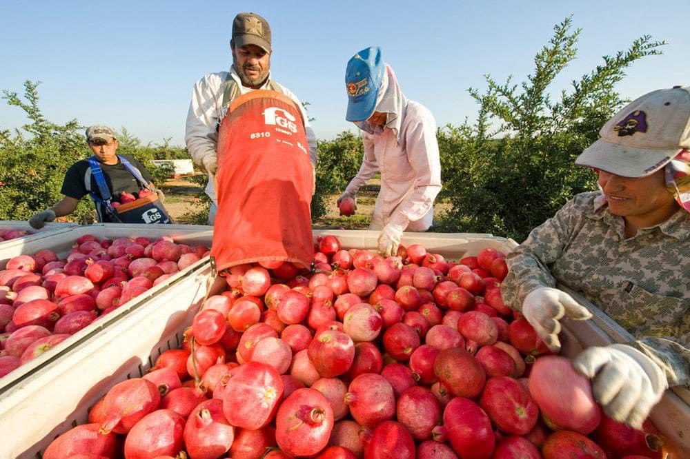 TÌM HIỂU MỘT SỐ NƠI TỐT NHẤT TÌM KIẾM VIỆC LÀM FARM TẠI ÚC 