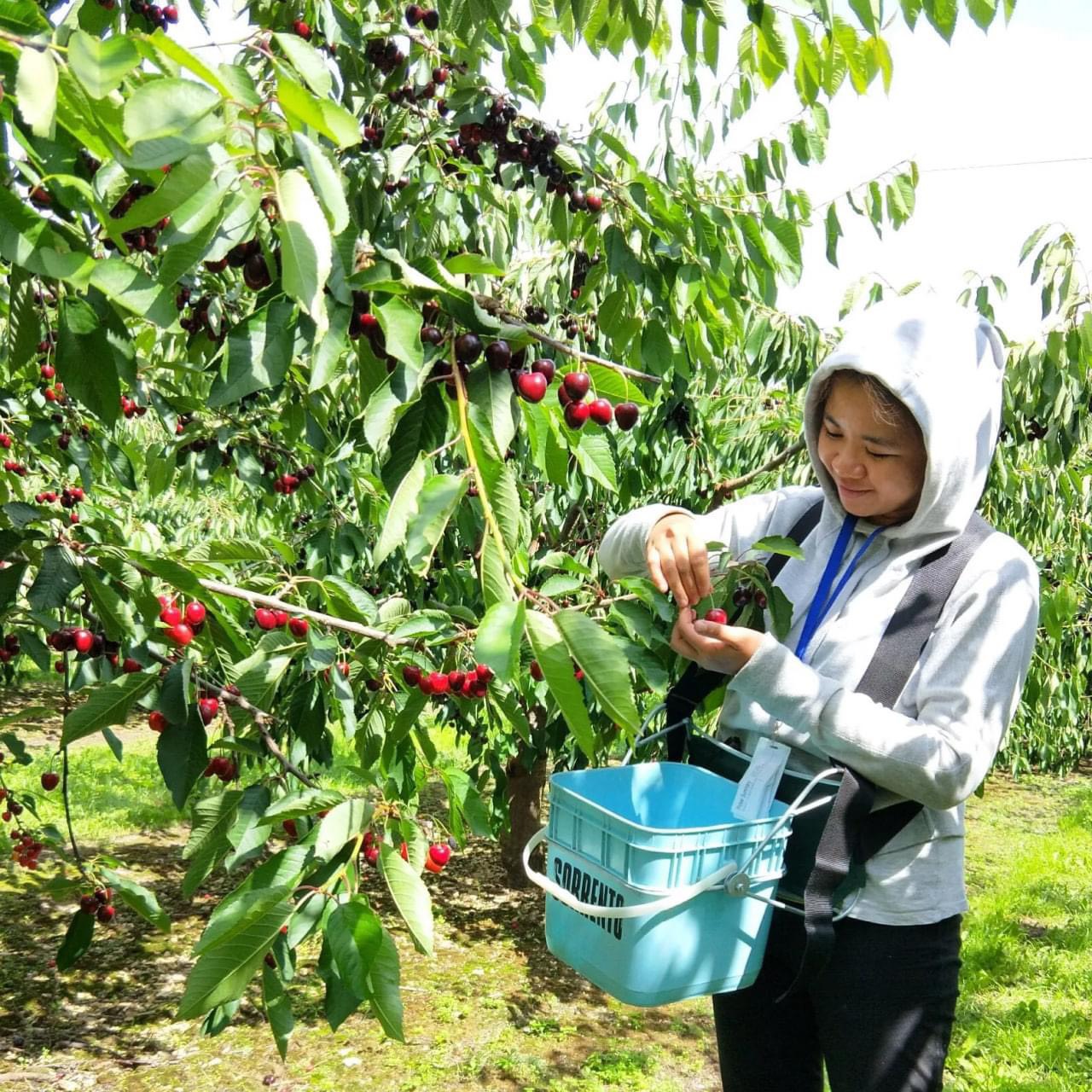 LÀM FARM ÚC DỄ HAY KHÓ VỚI NGƯỜI VIỆT - NHỮNG ĐIỀU CƠ BẢN NÊN BIẾT TRƯỚC KHI LỰA CHỌN CÔNG VIỆC NÀY 