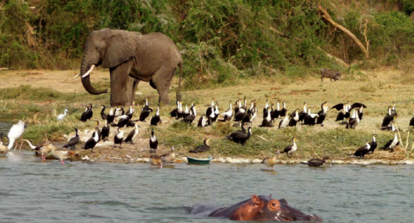 TRẢI NGHIỆM ĐỘC LẠ KHÁM PHÁ TRÁI TIM CỦA CHÂU PHI HOANG DÃ – MÙA THÚ DI CƯ – THÁC VICTORIA 2 NƯỚC TANZANIA – KENYA  TOUR LUXURY 10 NGÀY 9 ĐÊM TỪ HÀ NỘI & TP HỒ CHÍ MINH 