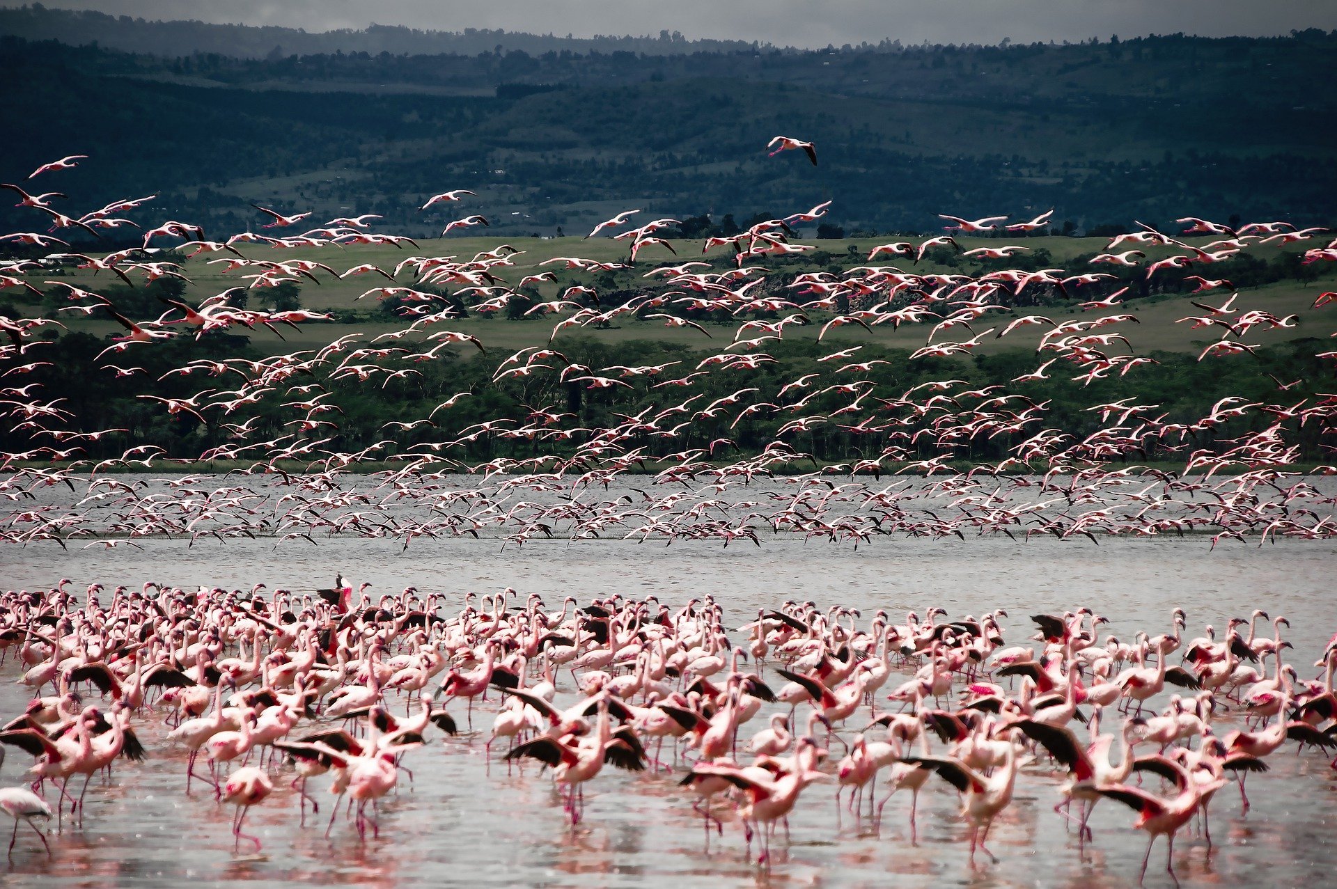 KHÁM PHÁ  KENYA-THIÊN ĐƯỜNG HOANG DÃ CHÂU PHI