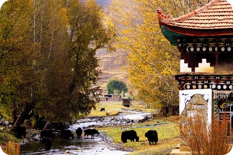 TOUR DU LỊCH HOT NHẤT MÙA THU Á ĐINH TRUNG QUỐC HÀ NỘI/SÀI GÒN - THÀNH ĐÔ – TÂN ĐÔ KIỀU – LÝ ĐƯỜNG - ĐẠO THÀNH Á ĐINH  7 NGÀY 6 ĐÊM BAY SICHUAN AIRLINES (3U) KHÁM PHÁ CUNG ĐƯỜNG TÂY TỨ XUYÊN GIÁ RẺ NHẤT THỊ TRƯỜNG 