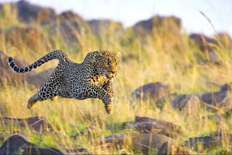 TOUR ĐỘC LẠ TRÁI TIM ĐẠI DI CƯ CHÂU PHI SĂN  BIG FIVE  8 NGÀY 7 ĐÊM KENYA - ETHIOPIA TRẢI NGHIỆM HOANG DÃ SAFARI MAASAI MARA VÀ CHẠM LUCY CỘI NGUỒN LOÀI NGƯỜI KHỞI HÀNH TỪ HÀ NỘI TP HỒ CHÍ MINH GIÁ SIÊU RẺ 