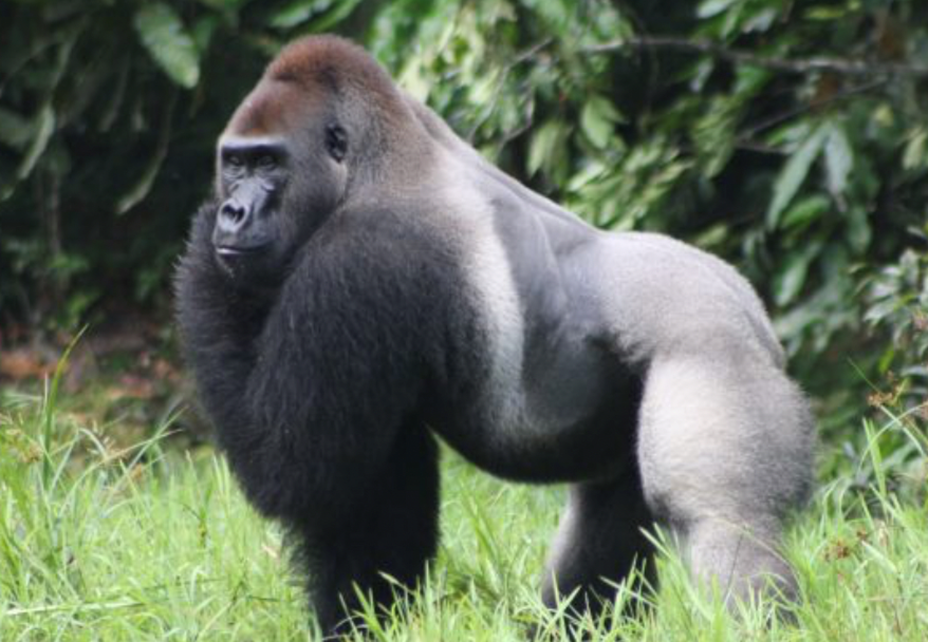 TOUR SĂN BIG FIVE MỚI NHẤT 2026 HUYỀN THOẠI CHÂU PHI SAFARI MÙA ĐẠI DI CƯ THÓT TIM 3 NƯỚC ETHIOPIA KENYA TANZANIA 11 NGÀY GHÉP KHÁCH TỪ HÀ NỘI TP HỒ CHÍ MINH 