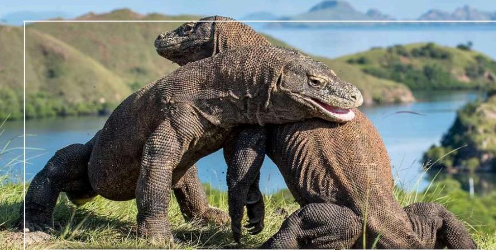 TOUR ĐẢO RỒNG KOMODO NATIONAL PARK (INDONESIA) 2027 THIÊN ĐƯỜNG HOANG SƠ 5 NGÀY 4 ĐÊM TRẢI NGHIỆM 2 ĐÊM DU THUYỀN NHẬN KHÁCH LẺ TỪ HÀ NÔI TP HCM 