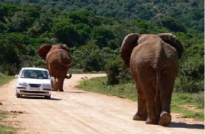 TOUR ĐỘC LẠ TRÁI TIM ĐẠI DI CƯ CHÂU PHI SĂN  BIG FIVE  8 NGÀY 7 ĐÊM KENYA - ETHIOPIA TRẢI NGHIỆM HOANG DÃ SAFARI MAASAI MARA VÀ CHẠM LUCY CỘI NGUỒN LOÀI NGƯỜI KHỞI HÀNH TỪ HÀ NỘI TP HỒ CHÍ MINH GIÁ SIÊU RẺ 