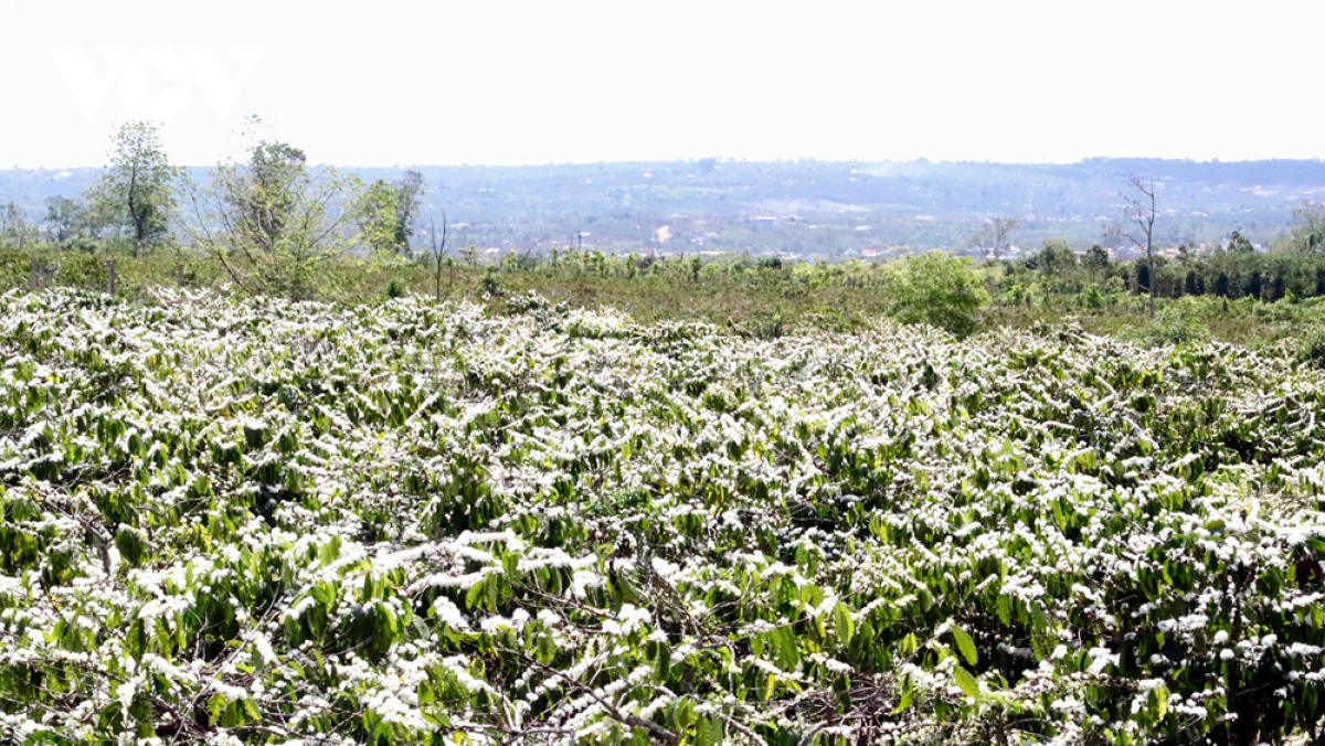 TÌM TOUR TÂY NGUYÊN 2026 NHẬN GHÉP KHÁCH LẺ GIÁ RẺ TỪ HÀ NỘI 4 NGÀY 3 ĐÊM KHÁM PHÁ BUÔN MA THUỘT – GIA LAI – KONTUM – MĂNG ĐEN 