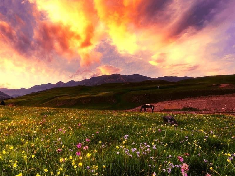 BẮC TÂN CƯƠNG MÙA XUÂN 2026  KHI HOA ANH ĐÀO KHOE SẮC NGẮM TRỌN VẺ ĐẸP THẦN TIÊN KHÁC LẠ TOUR 8 NGÀY 7 ĐÊM GIÁ RẺ NHẬN GHÉP KHÁCH TỪ HÀ NỘI TP HỒ CHÍ MINH  