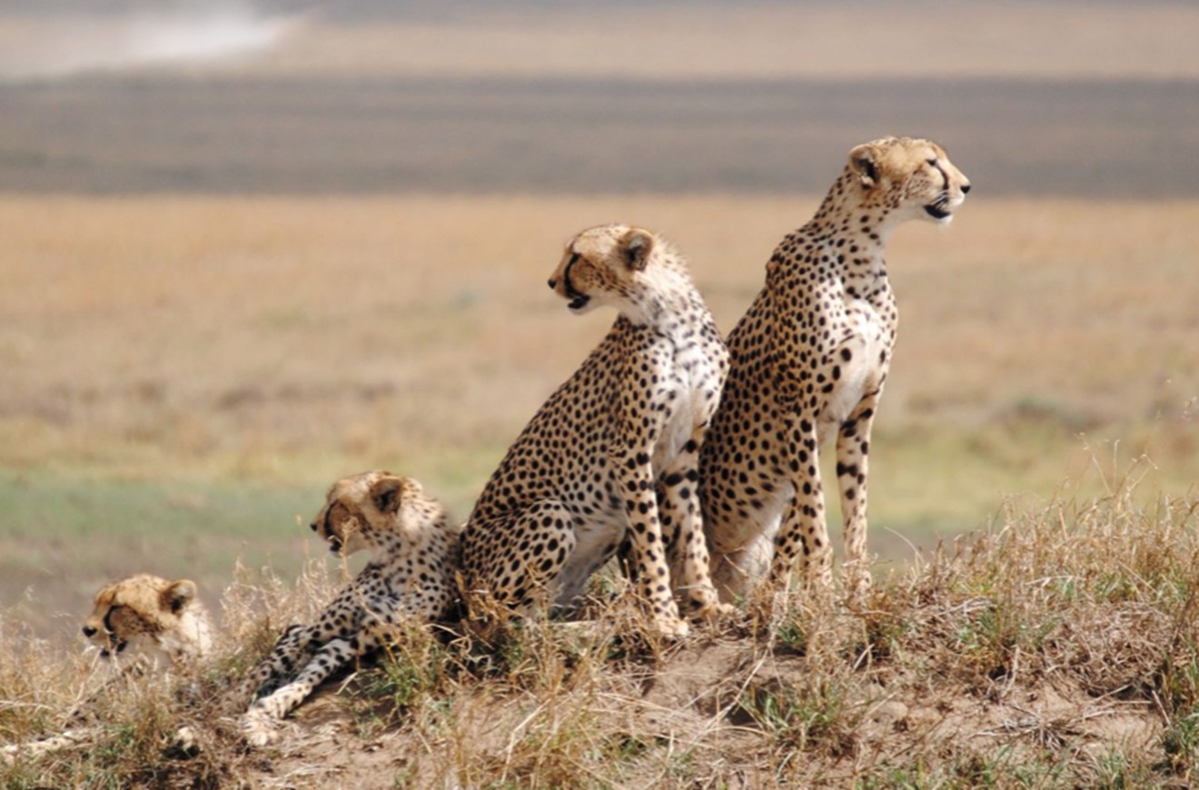 MỘT HÀNH TRÌNH 2 QUỐC GIA CHÂU LỤC ĐÔNG PHI KENYA - ETHIOPIA LỊCH TRÌNH NGẮN NHẤT 8 NGÀY 7 ĐÊM TOUR TRẢI NGHIỆM ĐỘC BẢN CHỨNG KIẾN ĐẠI DI CƯ SAFARI VÀ VĂN HÓA NHÂN LOẠI LUCY ETHIOPIA TOUR KHỞI HÀNH TỪ HÀ NỘI VÀ SÀI GÒN 