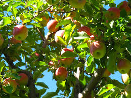 CHƯƠNG TRÌNH DU HỌC CẤP 3 (PTTH) TẠI ÚC CÓ KHÓ KHÔNG ĐIỀU KIỆN HỒ SƠ CHI PHÍ (NGƯỜI GIÁM HỘ VÀ HỌC SINH) NHƯ THẾ NÀO ? TRƯỜNG CẤP 3 NÀO TỐT 